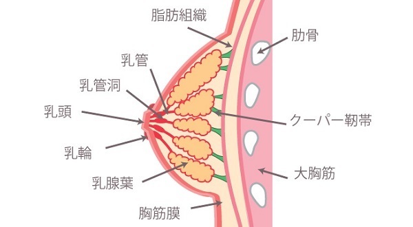 美乳育乳